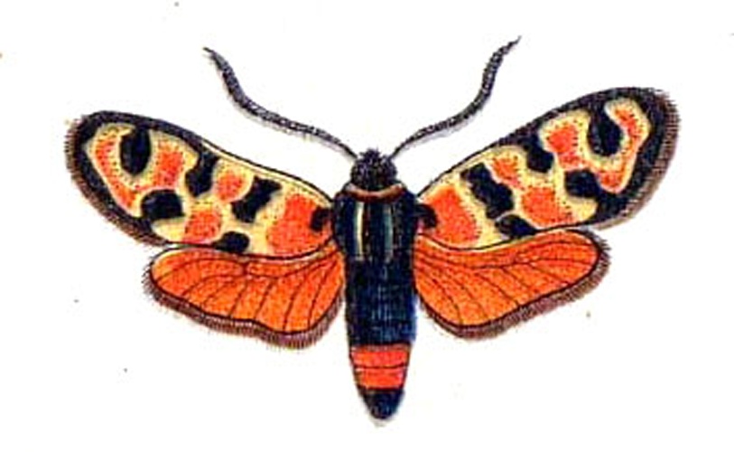 Zygaena fausta &copy; <bdi><a href="https://en.wikipedia.org/wiki/en:Jacob_H%C3%BCbner" class="extiw" title="w:en:Jacob Hübner">Jacob Hübner</a>
</bdi>