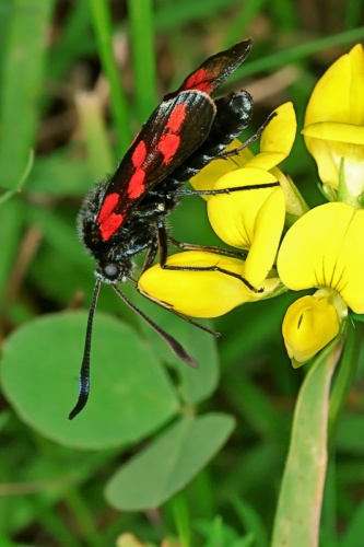 Zygaena carniolica © <a href="//commons.wikimedia.org/w/index.php?title=User:Valerius_Geng&amp;action=edit&amp;redlink=1" class="new" title="User:Valerius Geng (page does not exist)">Valerius Geng</a>