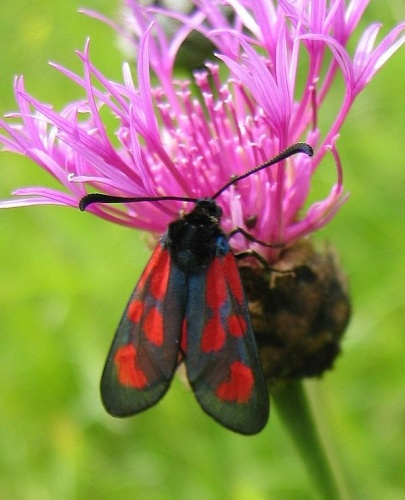 Zygaena loti &copy; <a href="//commons.wikimedia.org/wiki/User:Tigerente" title="User:Tigerente">User:Tigerente</a>