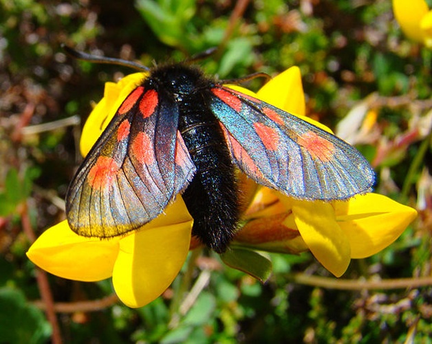 Zygaena exulans &copy; <a href="//commons.wikimedia.org/wiki/User:Uspn" title="User:Uspn">Bjørn Christian Tørrissen</a>