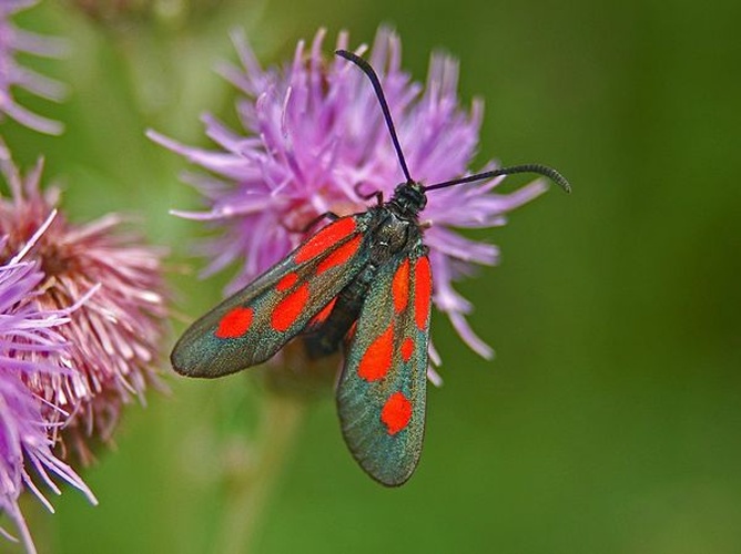 Zygaena romeo &copy; <a href="//commons.wikimedia.org/wiki/User:Hectonichus" title="User:Hectonichus">Hectonichus</a>