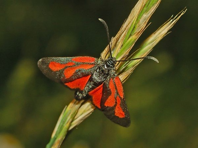 Zygaena osterodensis © <a href="//commons.wikimedia.org/wiki/User:Hectonichus" title="User:Hectonichus">Hectonichus</a>