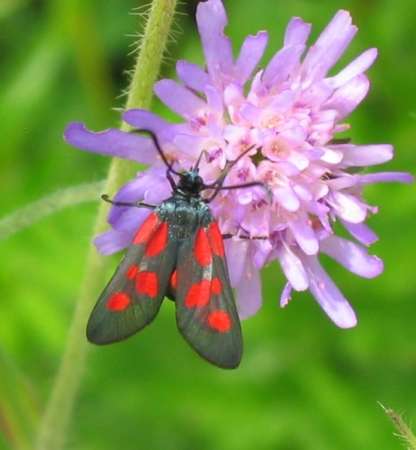Zygaena viciae &copy; <a href="//commons.wikimedia.org/wiki/User:Hsuepfle" title="User:Hsuepfle">Harald Süpfle</a>