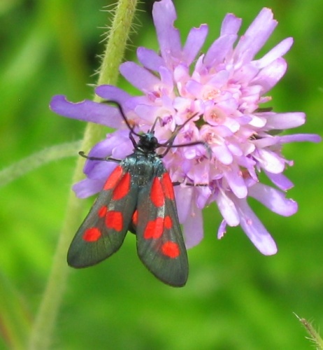 Zygaena viciae © <a href="//commons.wikimedia.org/wiki/User:Hsuepfle" title="User:Hsuepfle">Harald Süpfle</a>