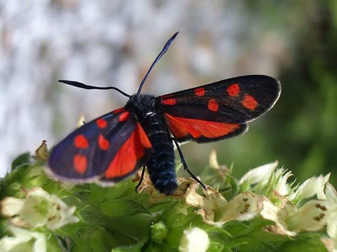 Zygaena transalpina © User:Cfp