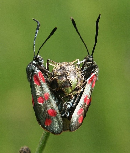 Six-spot Burnet &copy; 