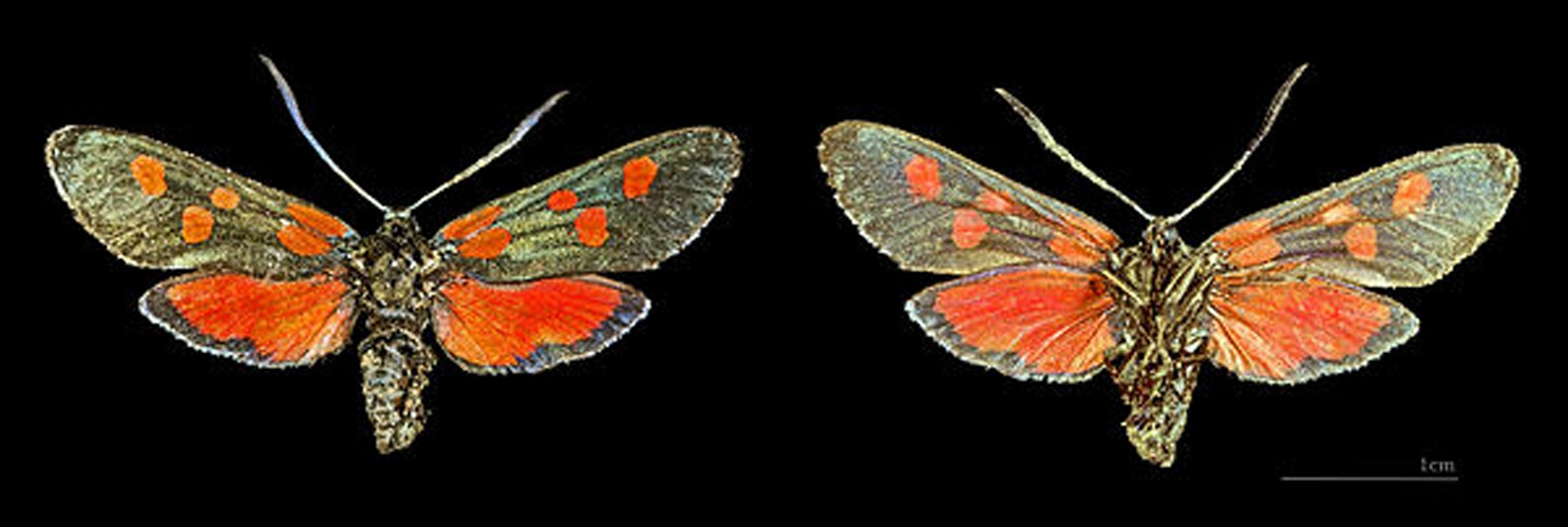 Zygaena lonicerae © <div class="fn value">
<a href="//commons.wikimedia.org/wiki/User:Archaeodontosaurus" title="User:Archaeodontosaurus">Didier Descouens</a>
</div>