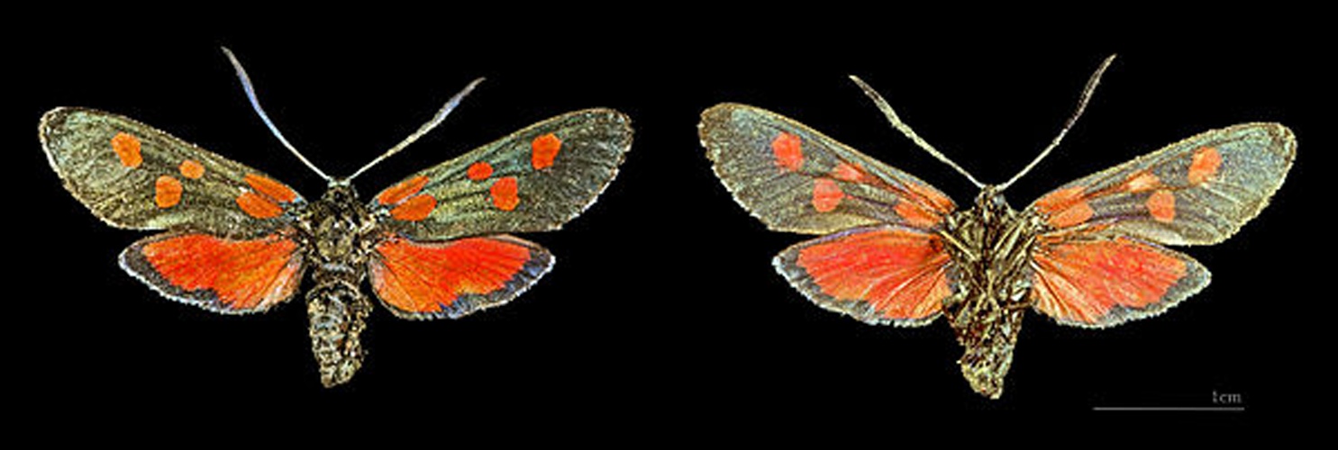 Zygaena lonicerae &copy; <div class="fn value">
<a href="//commons.wikimedia.org/wiki/User:Archaeodontosaurus" title="User:Archaeodontosaurus">Didier Descouens</a>
</div>