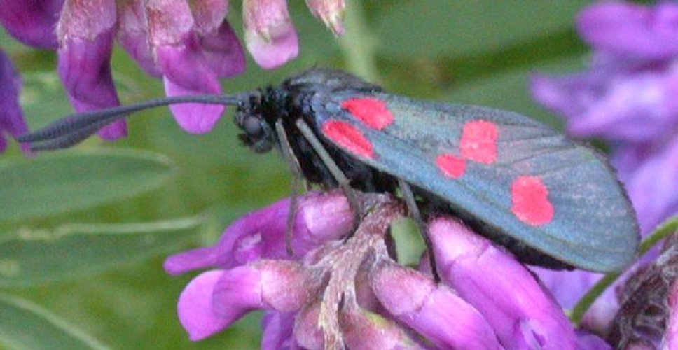 Zygaena trifolii &copy; <a href="https://en.wikipedia.org/wiki/User:Keith_Edkins" class="extiw" title="en:User:Keith Edkins">Keith Edkins</a>