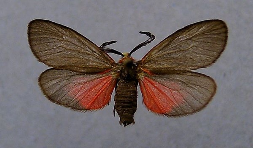 Aglaope infausta &copy; <a href="//commons.wikimedia.org/wiki/User:Dumi" title="User:Dumi">Dumi</a>