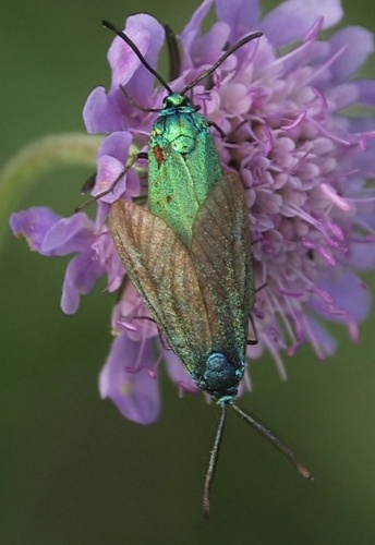 Adscita geryon &copy; <a href="//commons.wikimedia.org/wiki/User:Pristurus" title="User:Pristurus">Pristurus</a>