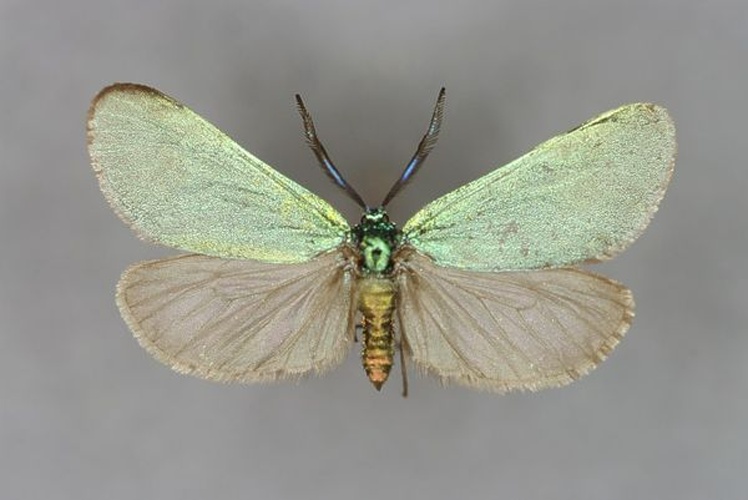 Jordanita budensis &copy; Michael Kurz