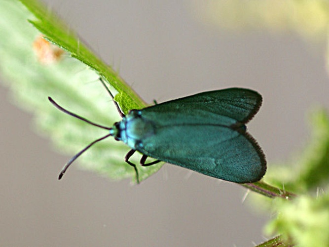 Jordanita globulariae &copy; <a rel="nofollow" class="external text" href="http://herramientas.educa.madrid.org/animalandia/autor.php?nombre=Jorge%20Mart%C3%ADnez%20Huelves">Jorge Martínez Huelves</a>