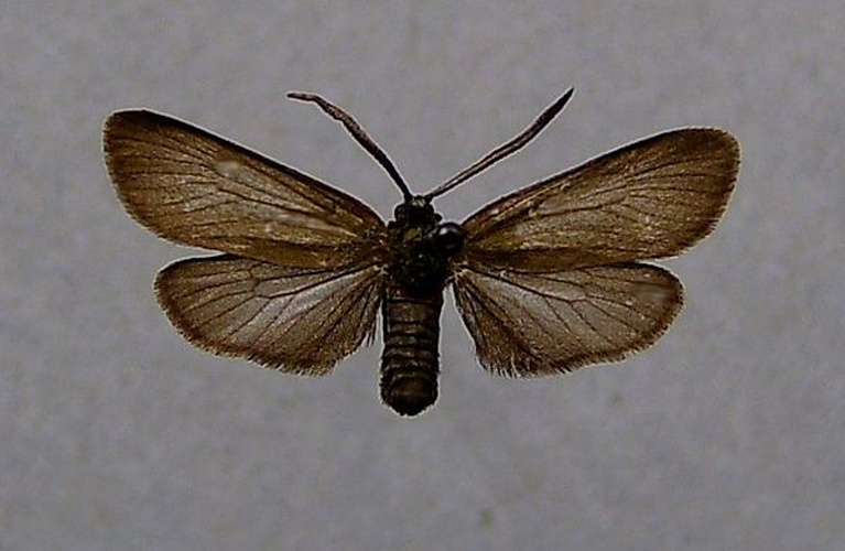 Rhagades pruni © <a href="//commons.wikimedia.org/wiki/User:Dumi" title="User:Dumi">Dumi</a>