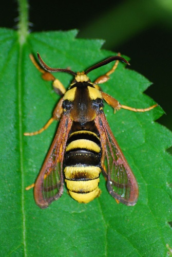 Hornet Moth &copy; <a href="//commons.wikimedia.org/wiki/User:Lilly_M" title="User:Lilly M">Lilly M</a>