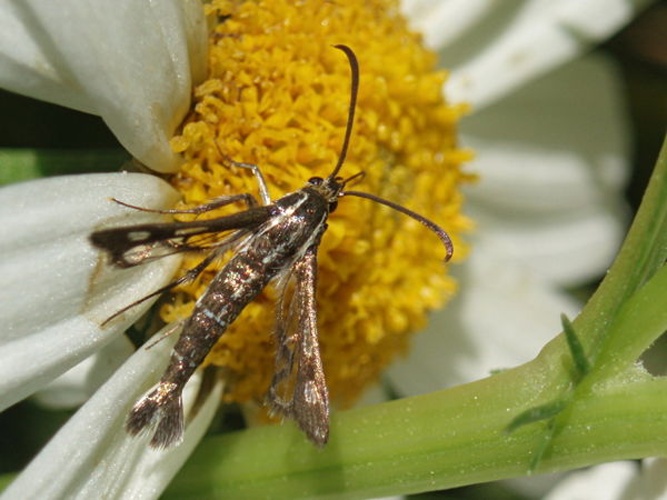 Pyropteron muscaeforme © <a rel="nofollow" class="external text" href="http://herramientas.educa.madrid.org/animalandia/autor.php?nombre=Jos%E9%20Biedma%20L%F3pez">José Biedma López</a>
