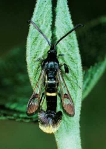Synanthedon andrenaeformis © Carlos Lopez-Vaamonde, David Agassiz, Sylvie Augustin, Jurate De Prins, Willy De Prins, Stanislav Gomboc, Povilas Ivinskis, Ole Karsholt, Athanasios Koutroumpas, Fotini Koutroumpa, Zdeněk Laštůvka, Eduardo Marabuto, Elisenda Olivella, Lukasz Przybylowicz, Alain Roques, Nils Ryrholm, Hana Sefrova, Peter Sima, Ian Sims, Sergey Sinev, Bjarne Skulev, Rumen Tomov, Alberto Zilli, David Lees