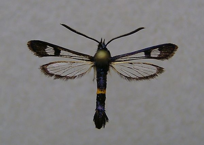 Synanthedon soffneri © <a href="//commons.wikimedia.org/wiki/User:Dumi" title="User:Dumi">Dumi</a>