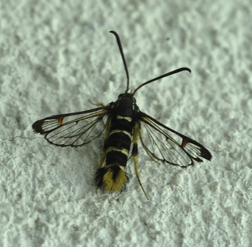 Synanthedon vespiformis &copy; 