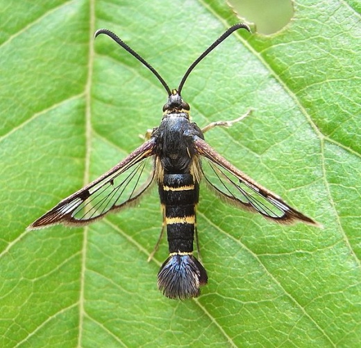 Synanthedon spuleri © <a href="//commons.wikimedia.org/wiki/User:Siga" title="User:Siga">Siga</a>