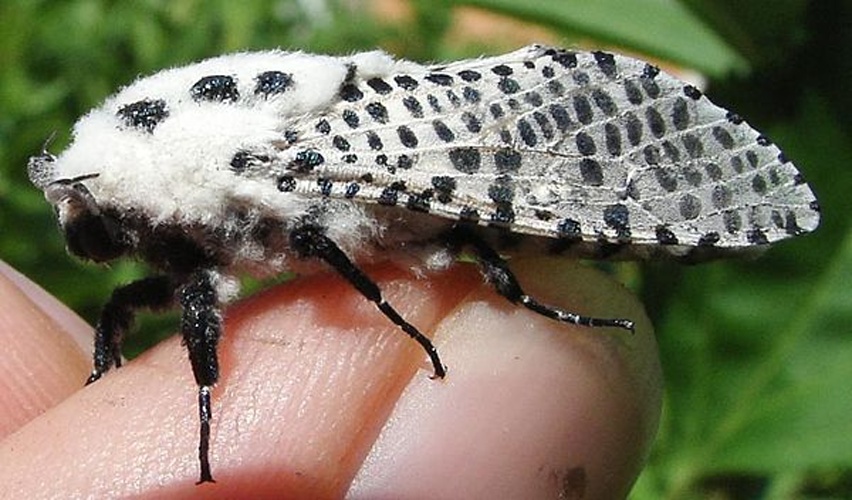 Zeuzera pyrina &copy; sarefo