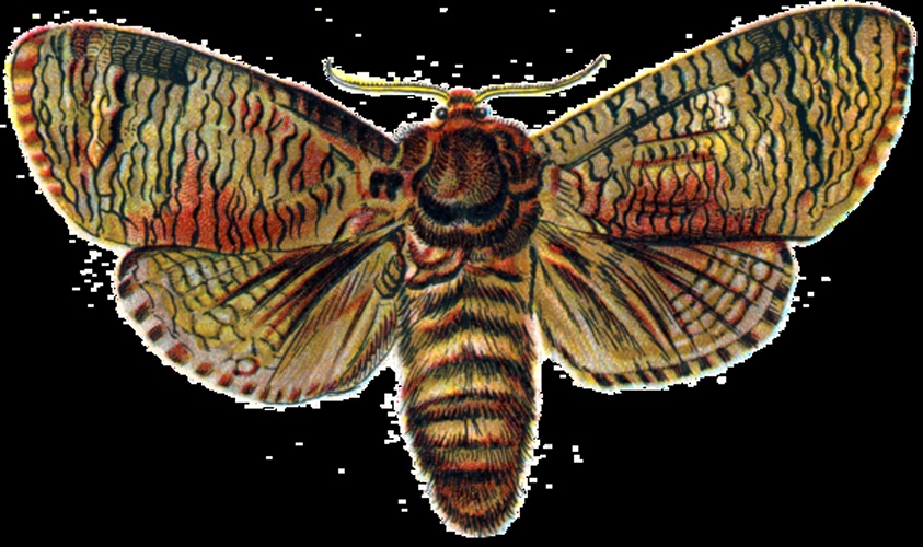 Cossus cossus &copy; Dr. F. Nemos