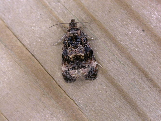 Endothenia oblongana &copy; <a rel="nofollow" class="external text" href="https://www.flickr.com/people/25401497@N02">Donald Hobern</a> from Canberra, Australia