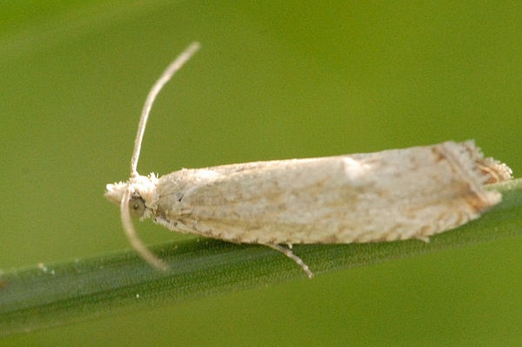 Celypha rufana © James K. Lindsey