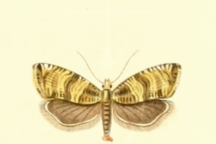 Celypha rurestrana © DUPONCHEL