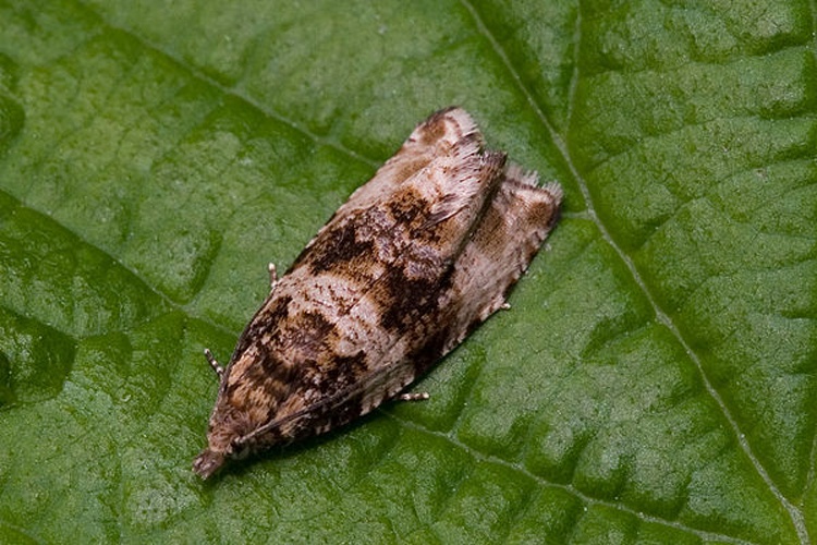 Celypha cespitana © <a href="//commons.wikimedia.org/wiki/User:Svdmolen" title="User:Svdmolen">Svdmolen</a>