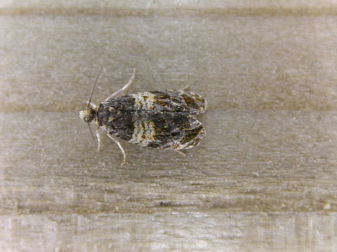 Celypha aurofasciana © <a rel="nofollow" class="external text" href="https://www.flickr.com/people/25401497@N02">Donald Hobern</a> from Canberra, Australia