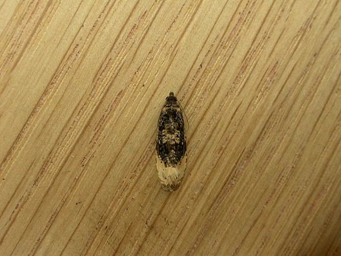 Hedya ochroleucana &copy; <a rel="nofollow" class="external text" href="https://www.flickr.com/people/25401497@N02">Donald Hobern</a>