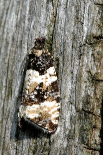 Orthotaenia undulana &copy; James K. Lindsey