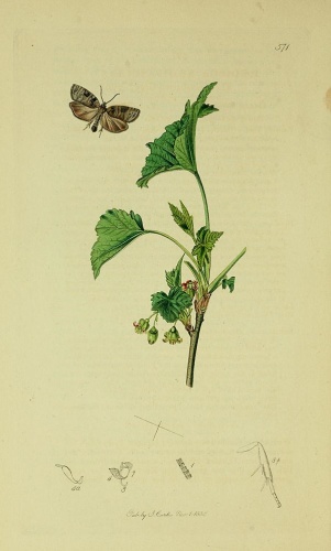 Apotomis semifasciana &copy; Curtis