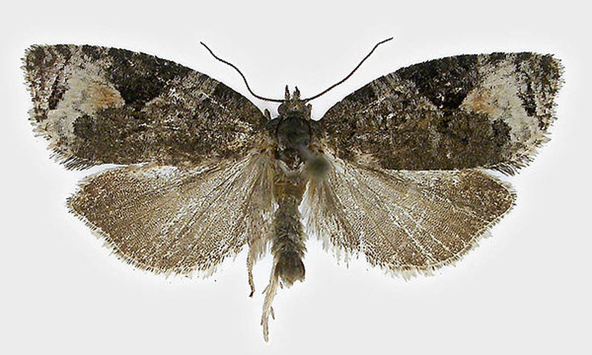 Apotomis infida &copy; SIP Haapala