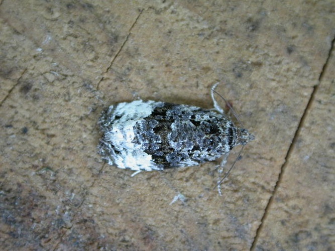 Apotomis sororculana &copy; <a rel="nofollow" class="external text" href="https://www.flickr.com/people/25401497@N02">Donald Hobern</a>