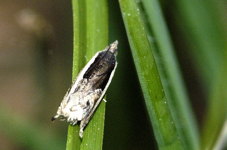 Ancylis apicella &copy; James K. Lindsey