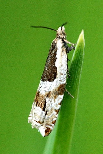 Ancylis badiana &copy; James K. Lindsey