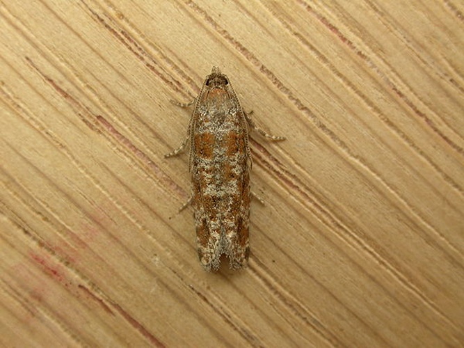 Rhyacionia pinivorana © <a rel="nofollow" class="external text" href="https://www.flickr.com/people/25401497@N02">Donald Hobern</a>