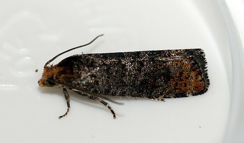 Pseudococcyx posticana © <a rel="nofollow" class="external text" href="https://www.flickr.com/people/33398884@N03">Ben Sale</a> from UK