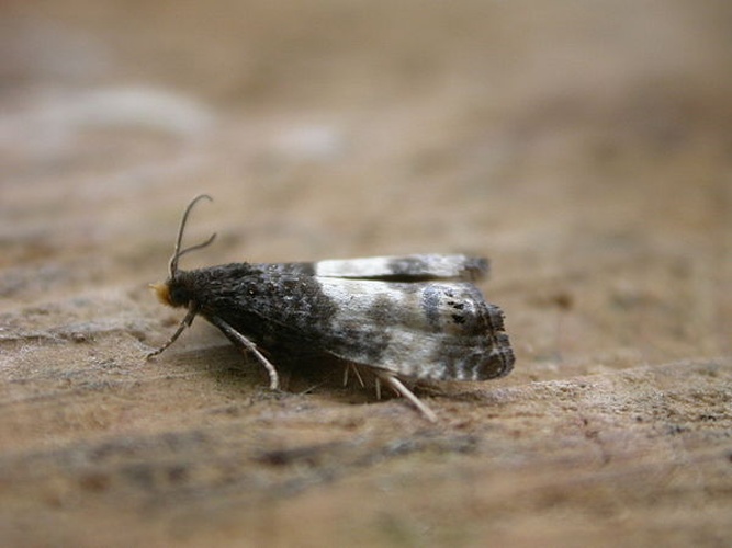 Notocelia cynosbatella &copy; <a rel="nofollow" class="external text" href="https://www.flickr.com/people/25401497@N02">Donald Hobern</a>