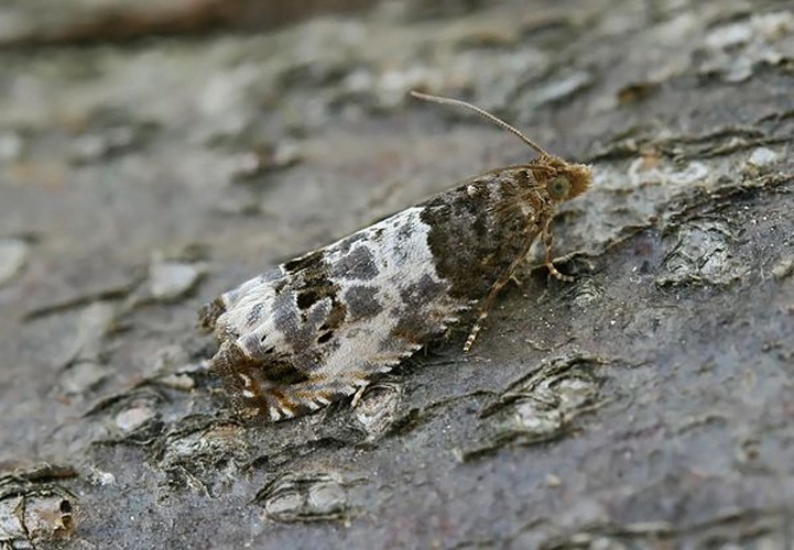 Notocelia trimaculana &copy; (c) Entomart