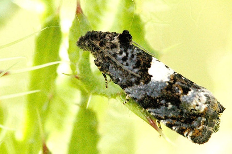 Epiblema scutulana © James K. Lindsey