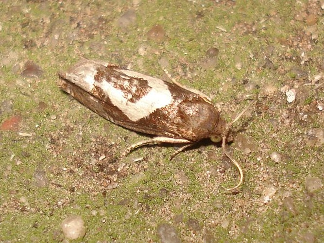 Epiblema foenella &copy; <a href="//commons.wikimedia.org/wiki/User:Sanja565658" title="User:Sanja565658">Sanja565658</a>