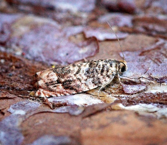 Gypsonoma minutana &copy; <a rel="nofollow" class="external text" href="https://www.flickr.com/people/33398884@N03">Ben Sale</a> from UK