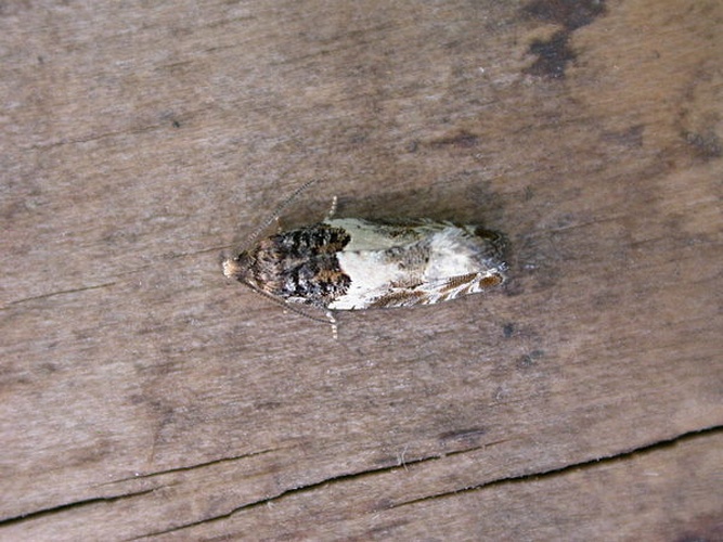 Gypsonoma dealbana &copy; <a rel="nofollow" class="external text" href="https://www.flickr.com/people/25401497@N02">Donald Hobern</a>