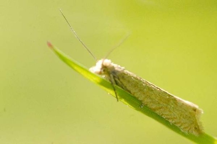 Eucosma obumbratana © James K. Lindsey