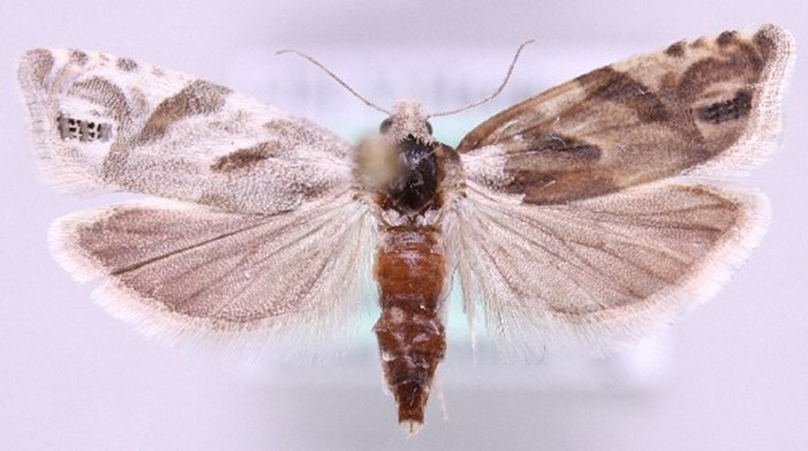 Eucosma pupillana &copy; Marko Mutanen, University of Oulu