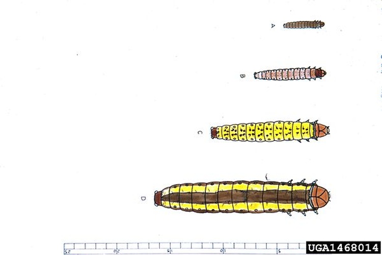 Zeiraphera griseana &copy; USDA Forest Service - Ogden Archive, USDA Forest Service, United States
