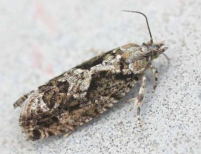 Zeiraphera isertana &copy; 